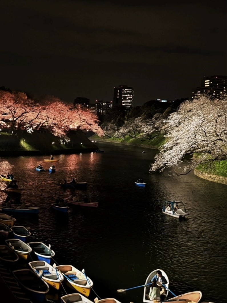 桜の季節